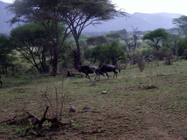 Tanzania 198